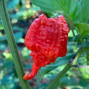 Set of 2 Carolina Reaper Pepper Live Plants – 4