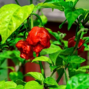 Set of 2 Carolina Reaper Pepper Live Plants – 4