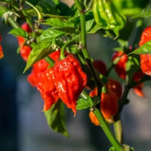 Set of 2 Carolina Reaper Pepper Live Plants – 4
