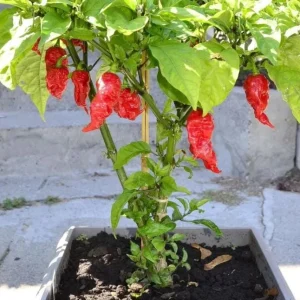 Set of 2 Carolina Reaper Pepper Live Plants – 4