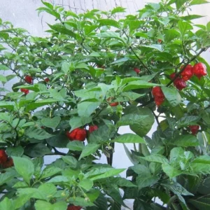 Set of 2 Carolina Reaper Pepper Live Plants – 4