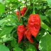 Set of 2 Carolina Reaper Pepper Live Plants – 4" Pot – Capsicum chinense – Outdoor - Image 1