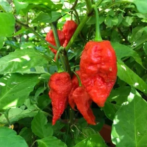 Set of 2 Carolina Reaper Pepper Live Plants – 4