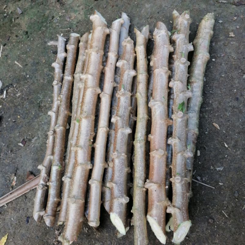 5 Sweet Yuca Cassava Cuttings - Manihot Esculenta Roots