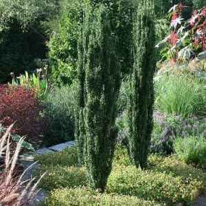 Sky Pencil Holly Live Plant - 10-15