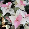 Snow Jasmine Live Plant – Fast Growing Ornamental Vine – 3-6 inches tall - Image 1