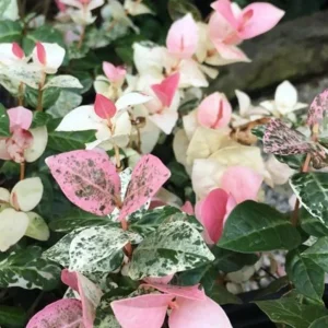 Snow Jasmine Live Plant – Fast Growing Ornamental Vine – 3-6 inches tall - Image 2