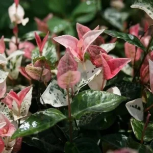 Snow Jasmine Live Plant – Fast Growing Ornamental Vine – 3-6 inches tall - Image 3