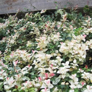 Snow Jasmine Live Plant – Fast Growing Ornamental Vine – 3-6 inches tall - Image 4