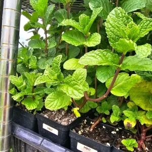 Spearmint Live Plant – Aromatic Herb, 2.5 inch Pot – Culinary & Medicinal - Image 2