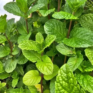 Spearmint Live Plant – Aromatic Herb, 2.5 inch Pot – Culinary & Medicinal - Image 1