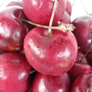 Sweet Organic Red Cherry Fruit Tree Seeds - 15 Seeds - Edible Perennial - Image 3