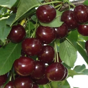 Sweet Organic Red Cherry Fruit Tree Seeds - 15 Seeds - Edible Perennial - Image 4