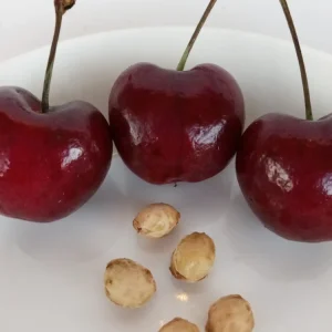 Sweet Organic Red Cherry Fruit Tree Seeds - 15 Seeds - Edible Perennial - Image 5