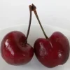 Sweet Organic Red Cherry Fruit Tree Seeds - 15 Seeds - Edible Perennial - Image 1