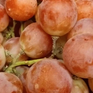 Sweet Organic Red Grape Seeds - 15 Seeds - Edible Fruit Vine - Image 2