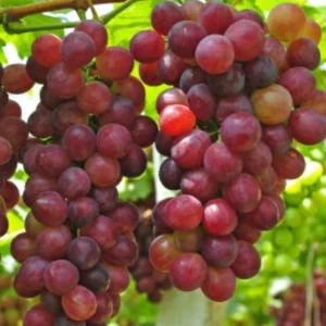 Sweet Organic Red Grape Seeds - 15 Seeds - Edible Fruit Vine - Image 1