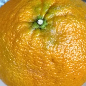 Sweet Organic Valentine Pummelo Citrus Seeds - 5 Seeds - Hybrid Variety - Image 3