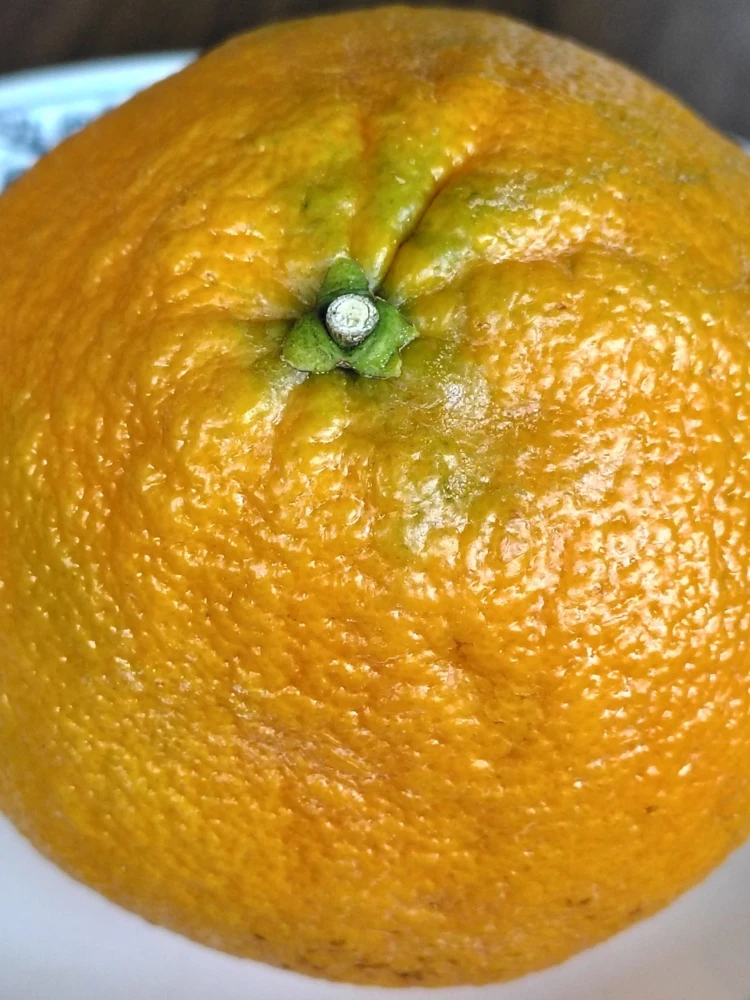 Sweet Organic Valentine Pummelo Citrus Seeds - 5 Seeds - Hybrid Variety - Image 3