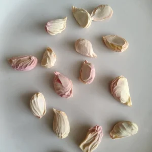 Sweet Organic Valentine Pummelo Citrus Seeds - 5 Seeds - Hybrid Variety - Image 4