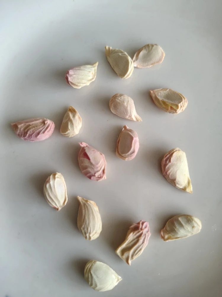 Sweet Organic Valentine Pummelo Citrus Seeds - 5 Seeds - Hybrid Variety - Image 4