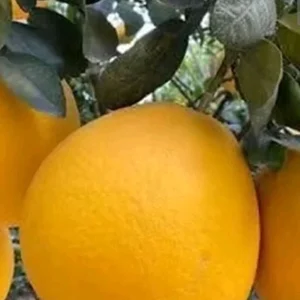 Sweet Organic Valentine Pummelo Citrus Seeds - 5 Seeds - Hybrid Variety - Image 5