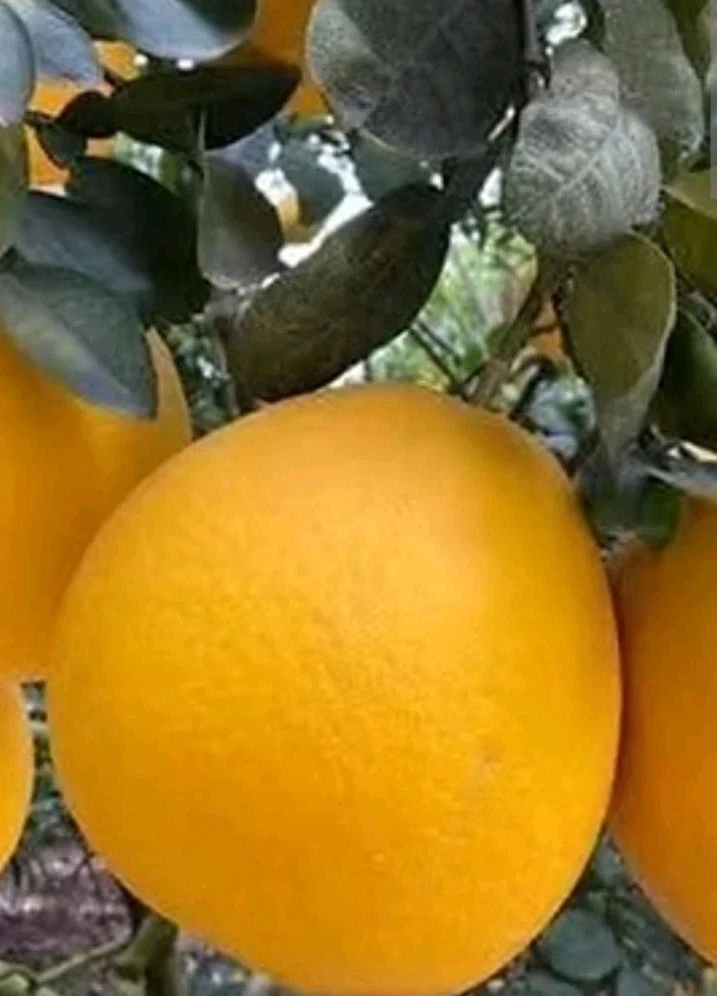 Sweet Organic Valentine Pummelo Citrus Seeds - 5 Seeds - Hybrid Variety - Image 5