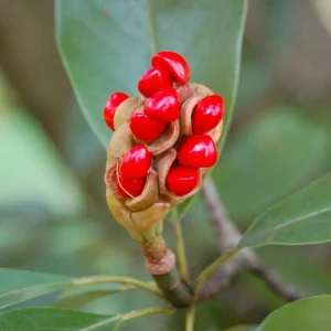 Sweetbay Magnolia - 'Moonglow' - 24 - 30