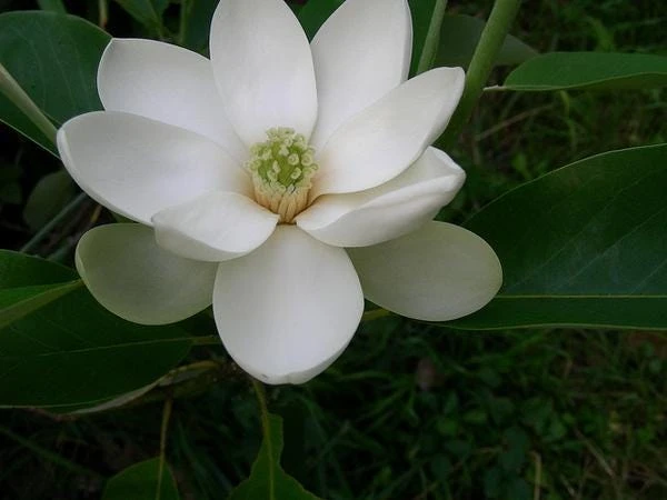 Sweetbay Magnolia - 'Moonglow' - 24 - 30" Tall - Grown in a Trade 1 Gallon Container - Image 3