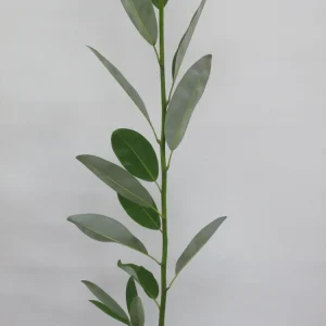 Sweetbay Magnolia - 'Moonglow' - 24 - 30