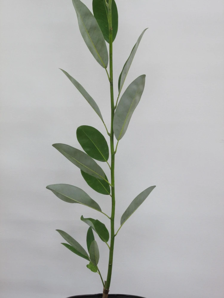 Sweetbay Magnolia - 'Moonglow' - 24 - 30" Tall - Grown in a Trade 1 Gallon Container - Image 4