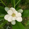 Sweetbay Magnolia - 'Moonglow' - 24 - 30" Tall - Grown in a Trade 1 Gallon Container - Image 1