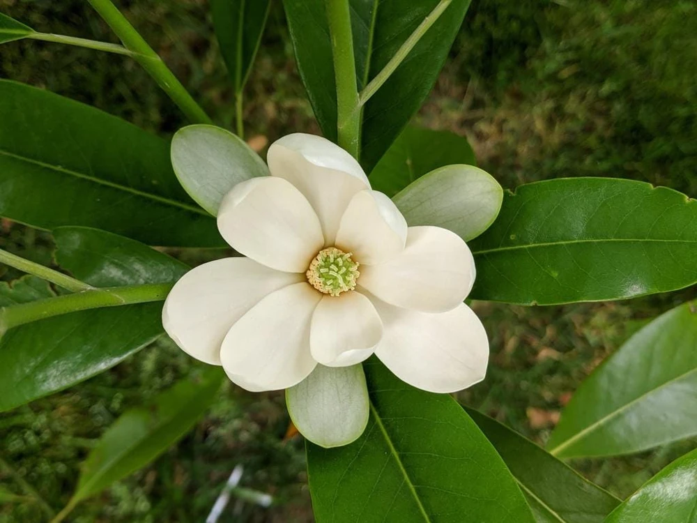 Sweetbay Magnolia - 'Moonglow' - 24 - 30" Tall - Grown in a Trade 1 Gallon Container - Image 1