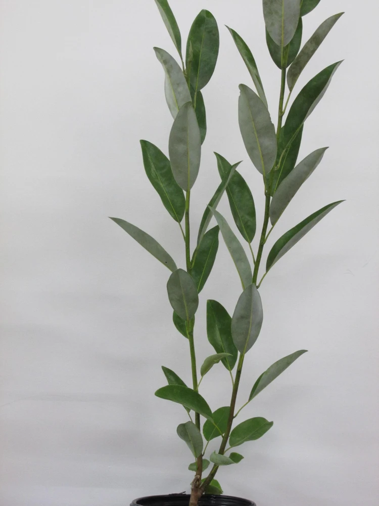 Sweetbay Magnolia - 'Moonglow' - 24 - 30" Tall - Grown in a Trade 1 Gallon Container - Image 5