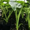 Taro Plant Live Starter - Edible Colocasia Esculenta (Elephant Ear) 2.5" Pot - Image 1