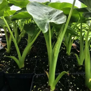 Taro Plant Live Starter - Edible Colocasia Esculenta (Elephant Ear) 2.5" Pot - Image 1