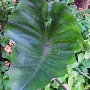 Tea Cup Colocasia Live Plant - Tropical Houseplant - Starter Size - Image 2