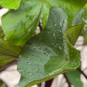 Tea Cup Colocasia Live Plant - Tropical Houseplant - Starter Size - Image 3