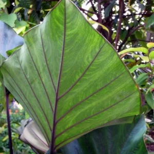 Tea Cup Colocasia Live Plant - Tropical Houseplant - Starter Size - Image 4