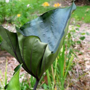 Tea Cup Colocasia Live Plant - Tropical Houseplant - Starter Size - Image 5