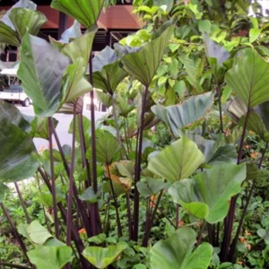 Tea Cup Colocasia Live Plant - Tropical Houseplant - Starter Size - Image 6