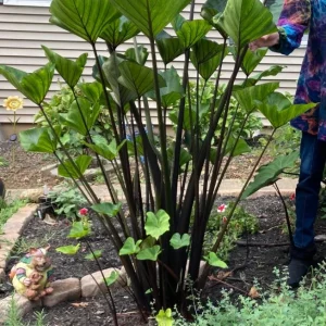 Tea Cup Colocasia Live Plant - Tropical Houseplant - Starter Size - Image 7