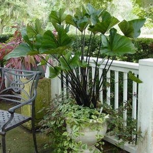 Tea Cup Colocasia Live Plant - Tropical Houseplant - Starter Size - Image 8