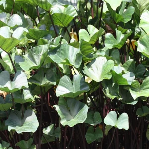 Tea Cup Colocasia Live Plant - Tropical Houseplant - Starter Size - Image 9