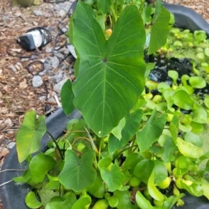 Tea Cup Colocasia Live Plant - Tropical Houseplant - Starter Size - Image 1