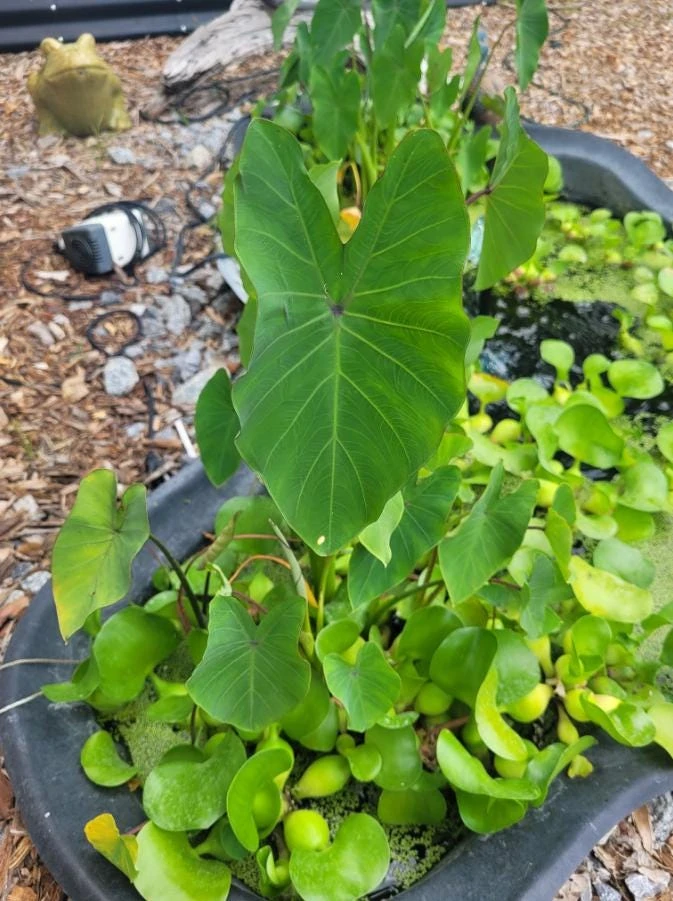 Tea Cup Colocasia Live Plant - Tropical Houseplant - Starter Size - Image 1