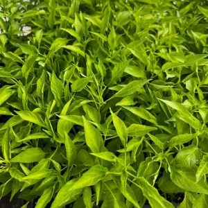 Thai Dragon Chili Pepper Live Plant - 4 Seedlings for Container & Garden - Image 2