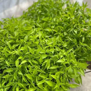 Thai Dragon Chili Pepper Live Plant - 4 Seedlings for Container & Garden - Image 3