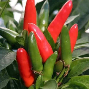 Thai Dragon Chili Pepper Live Plant - 4 Seedlings for Container & Garden - Image 4