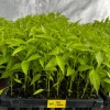 Thai Dragon Chili Pepper Live Plant - 4 Seedlings for Container & Garden - Image 1